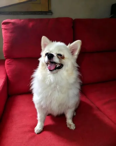 Vendo ispites alemão ou lulu da Pomerânia para alegrar ceu dia femea castrada super sal