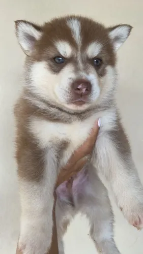 Husky Siberiano,Husky Siberiano Filhote Top Padrão da Raça
