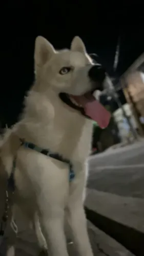 Doação de cachorro porte grande 
