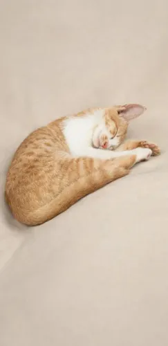 ADOÇÃO,MACHO AMARELO 5 A 6 MESES,FÊMEA TRICOLOR 7 A 8 MESES