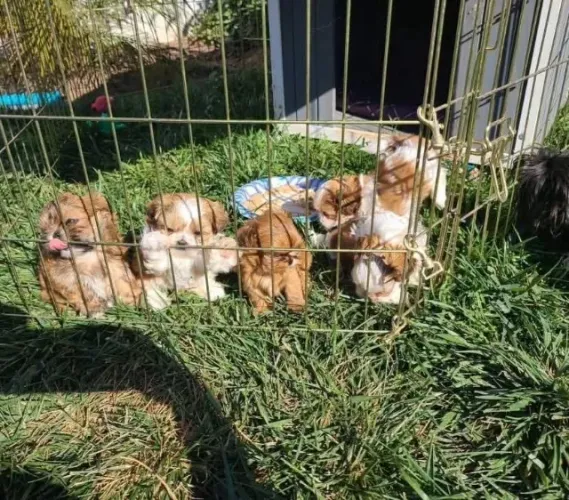 Filhotes de Shih Tzu | Mini companheiros fiéis