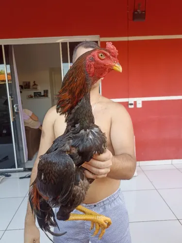 Vendo