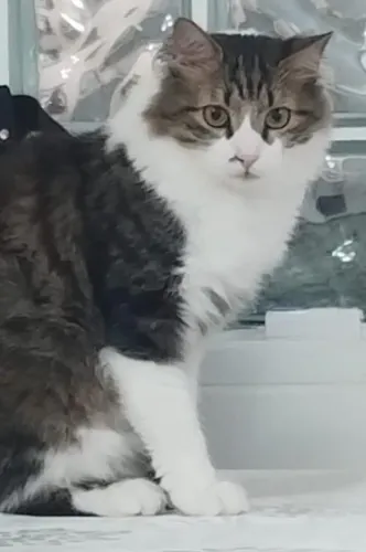 Doa se gatinho macho castrado tem 2 ano