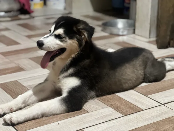 Vende filhote de husky 
