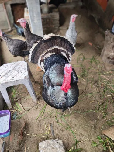 Peru grande macho