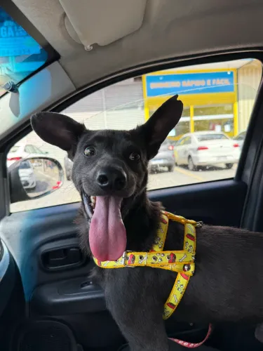 Cachorrinho dócil para adoção 
