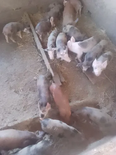Vende-se 50 leitão média de 15 kg vivo valor $15 reais o kg vivo 
