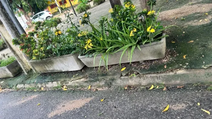 Jarro decorativo com plantas ( ideal para jardim) 