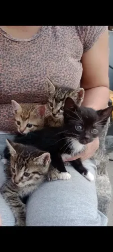 Doação de gatos