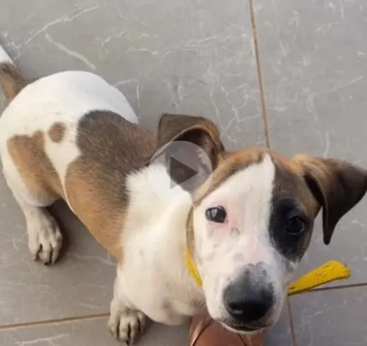 Cachorros para doação macho 