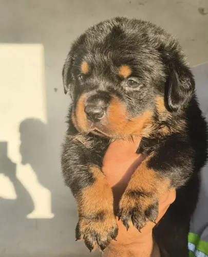Filhotes de rottweiler R$1,300
