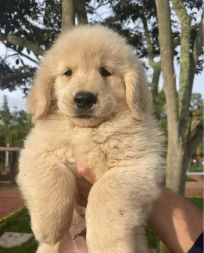 Filhotes de Golden Retriever | Um coração pronto para compartilhar afeto.