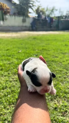 Vendo filhote de Shih tzu