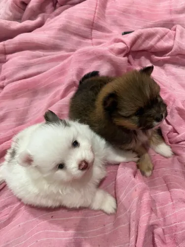 Spitz Macho e Fêmea