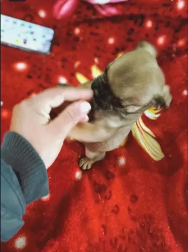 Machinho miniaturinha pug machinho