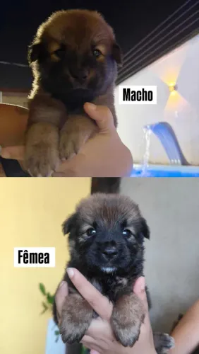 Filhotes de Chow Chow com Pastor Alemão