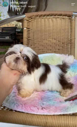 Shihtzu