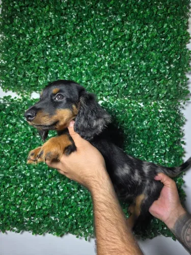 Dachshund cheio de charme para seu lar