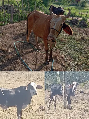 Vaca com bezerro
