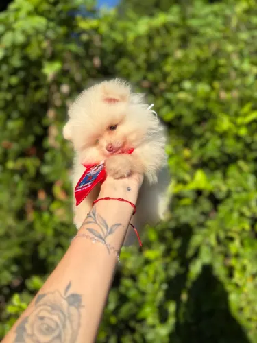 Filhote de Lulu da pomerania anão macho