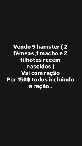 Hamster