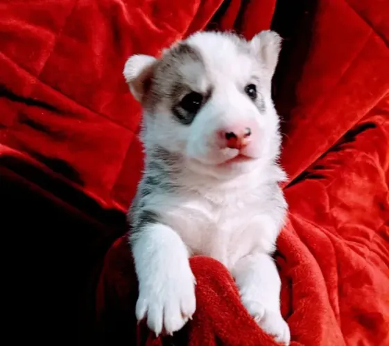 Seu próximo companheiro está a um clique de distância