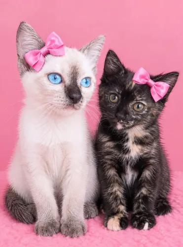GATINHOS PRA ADOÇÃO