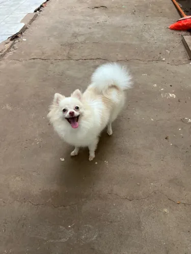 Fêmea de spitz alemão