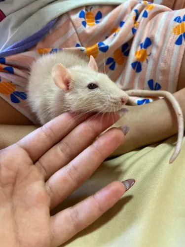 Ratinha twister