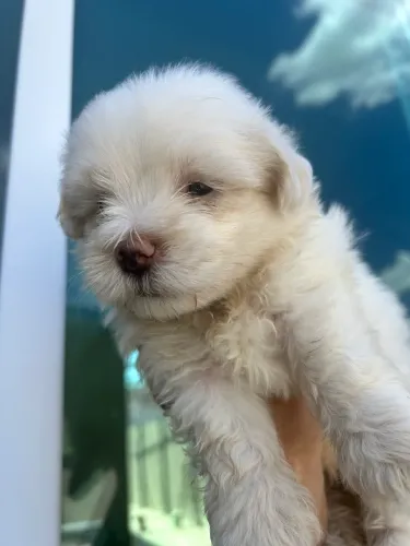 Vendo filhotes Maltês