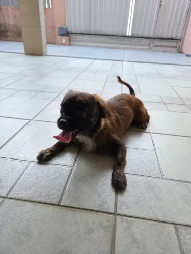 Cachorro Pequeno para adoção