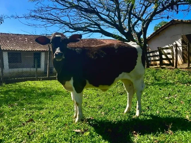 Vaca Novilha Holandesa P.O filha de Inseminação - 8 meses