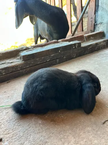Coelho MINI LOP URUGUAIO