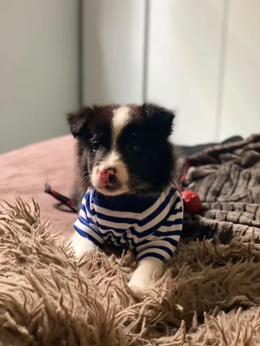 Border Collie