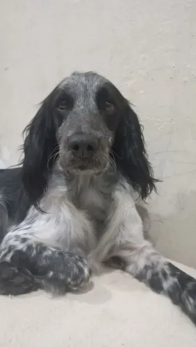 Cocker Spaniel pra adoção responsável 
