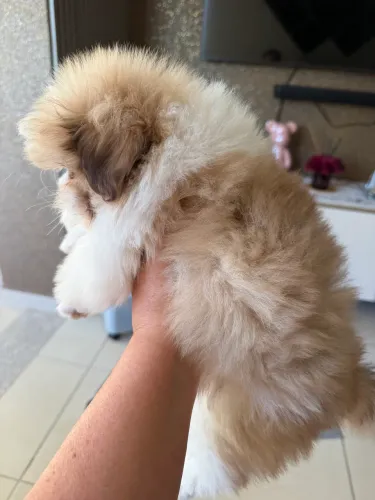Shitzu pelo de seda com 2 meses e 2 vacinas perfeito