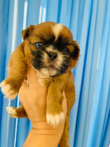 Fêmea de Shihtzu