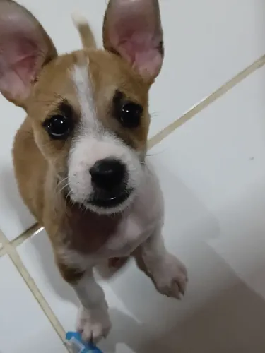 Para adoção!