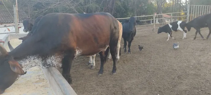 Vacas de leite gir/ girolanda