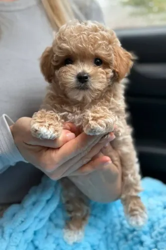 Filhotes de Poodle Para Quem Procura Amor em Forma de Patinhas