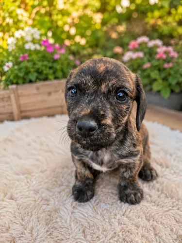 Filhote de cachorro macho para adoção responsável 