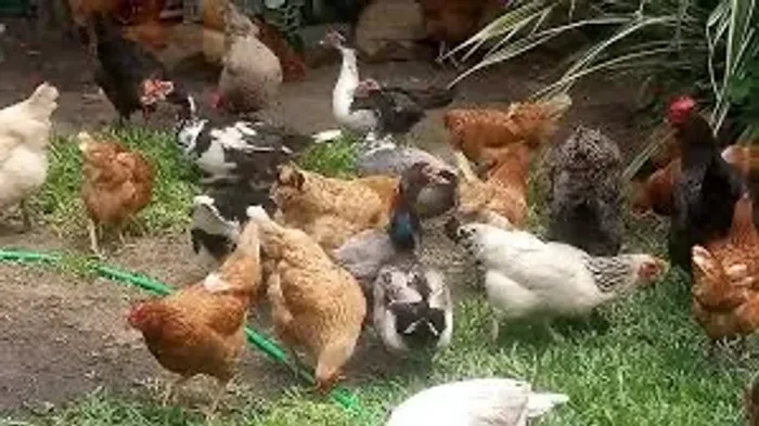 Estou doando galinhas caipira por motivos de mudança de cidade 