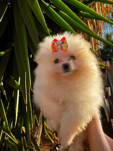 SPITZ ALEMÃO ANÃO MACHO