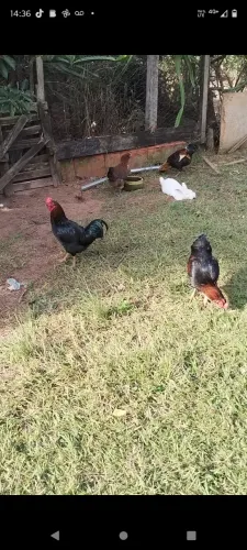 Frangos