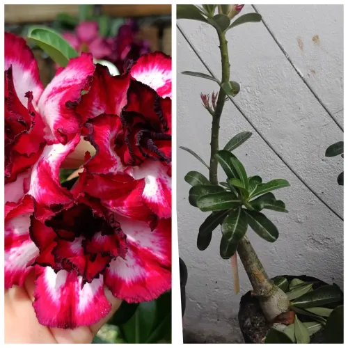 Rosa do deserto Jana -castanhal 