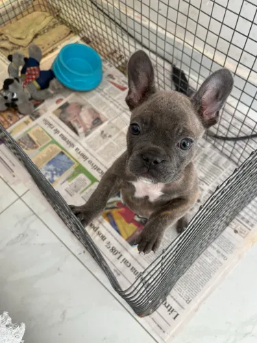 Filhote buldogue francês macho exótico