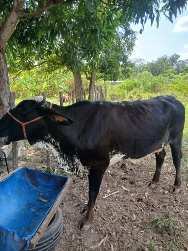 Vaca Girolando