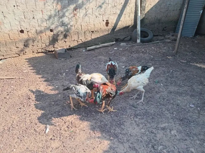 Frango caipira com indio gigante