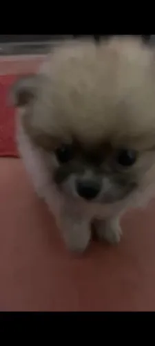 LULU DA POMERANIA FÊMEA DISPONÍVEL 
