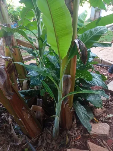 Mudas de banana pacovan 